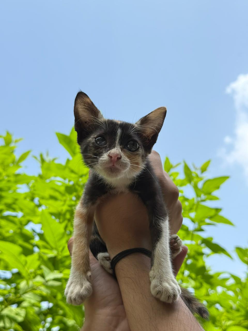 A cute kitten named JOY