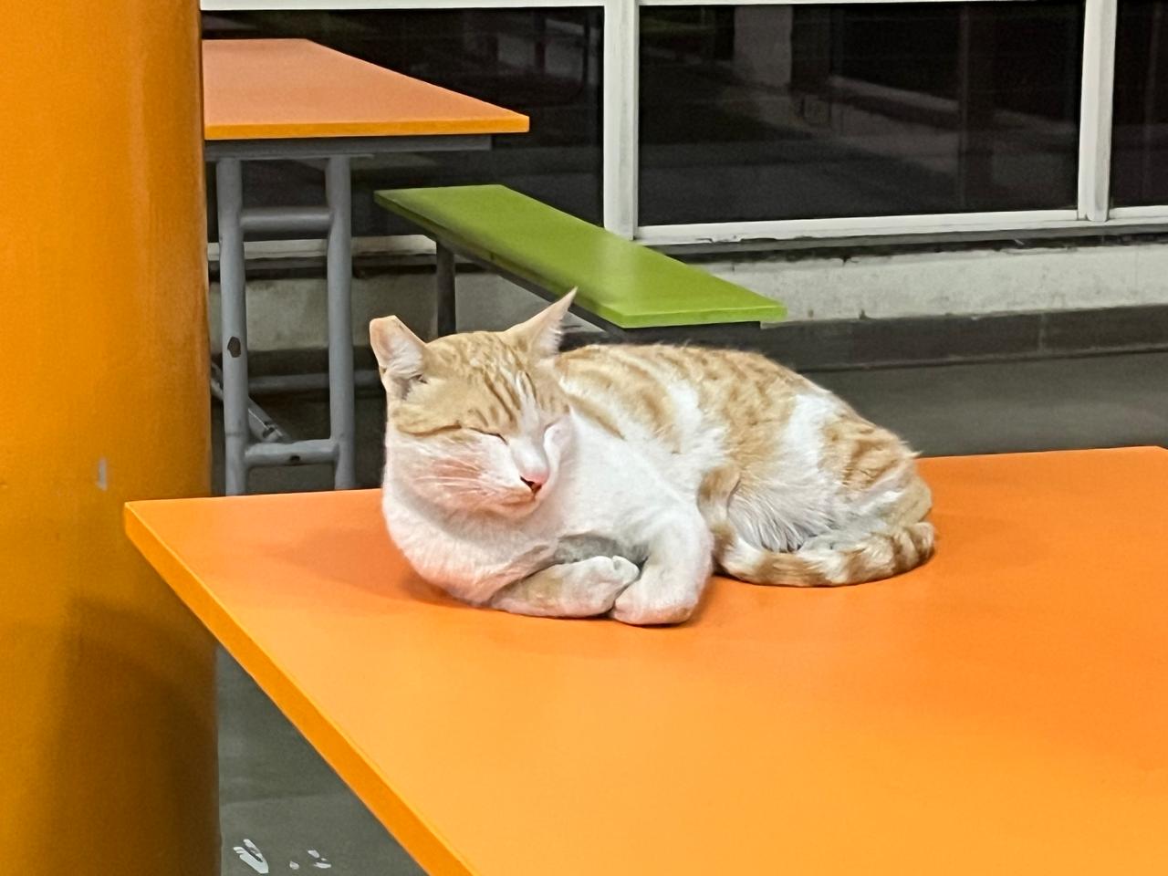 Bittu