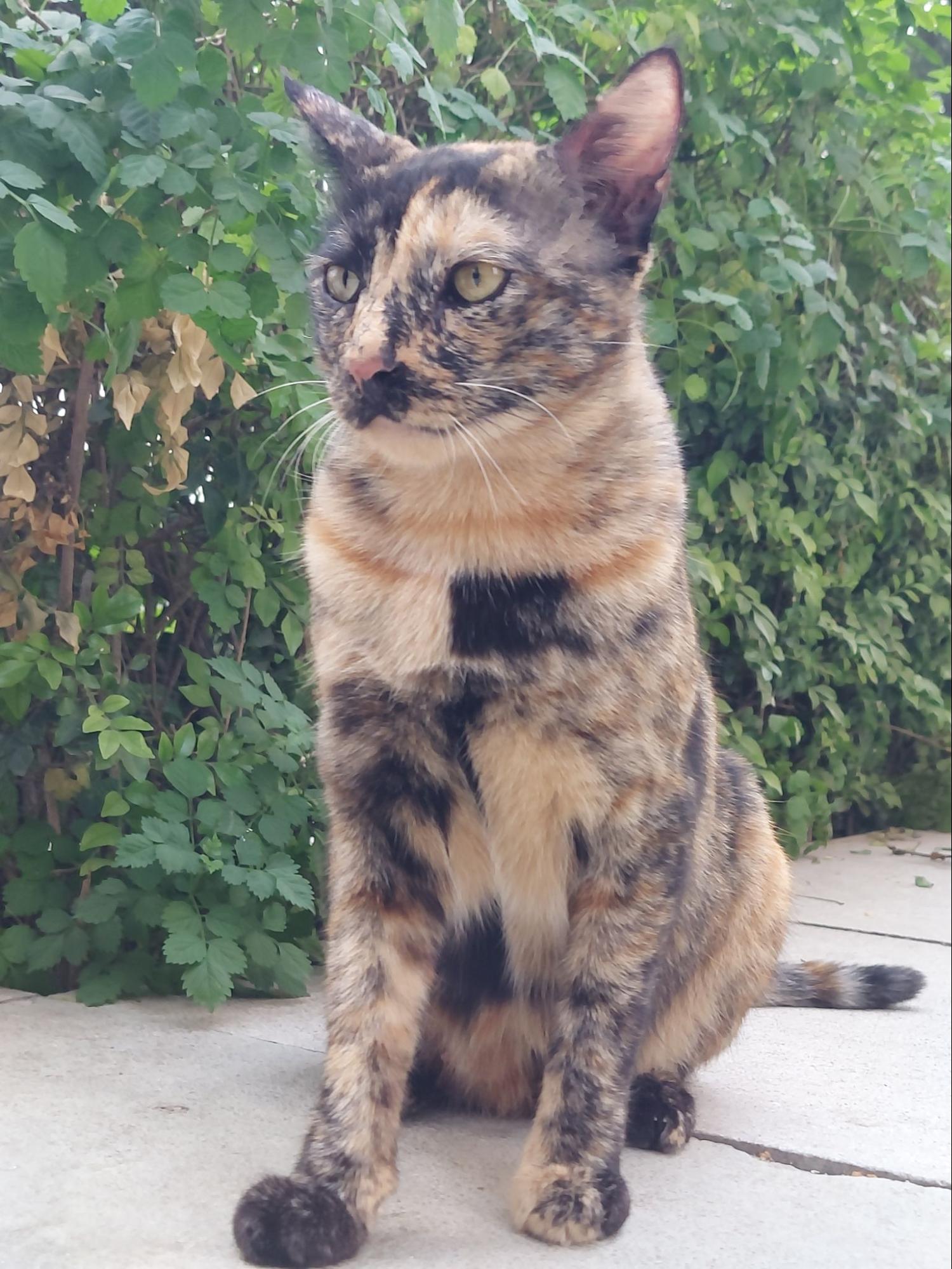 kali