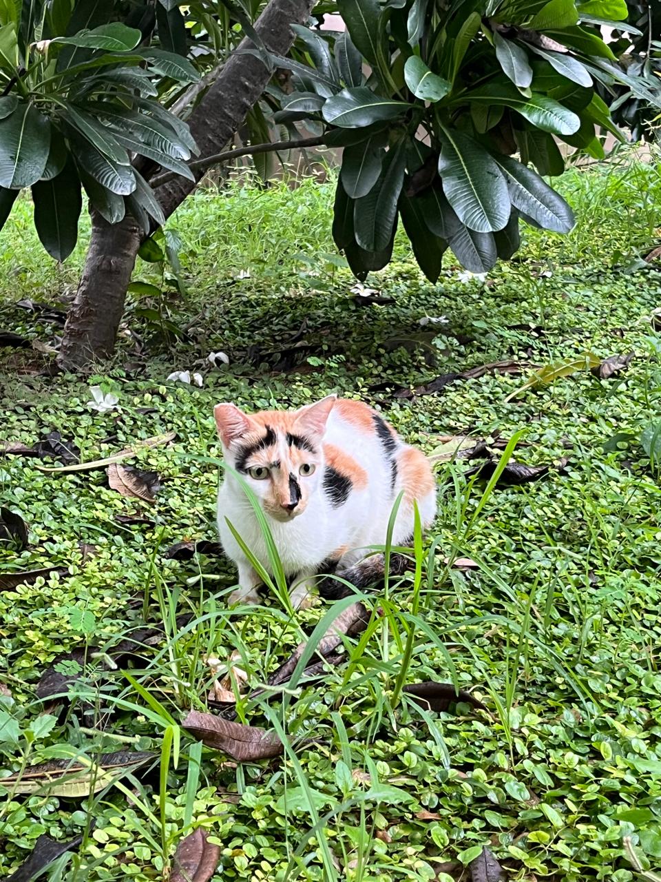 Kittu