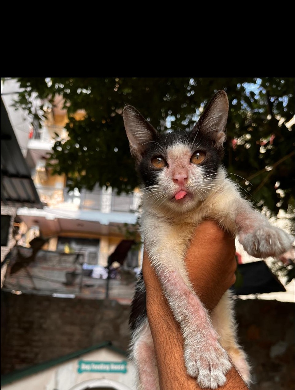Piku