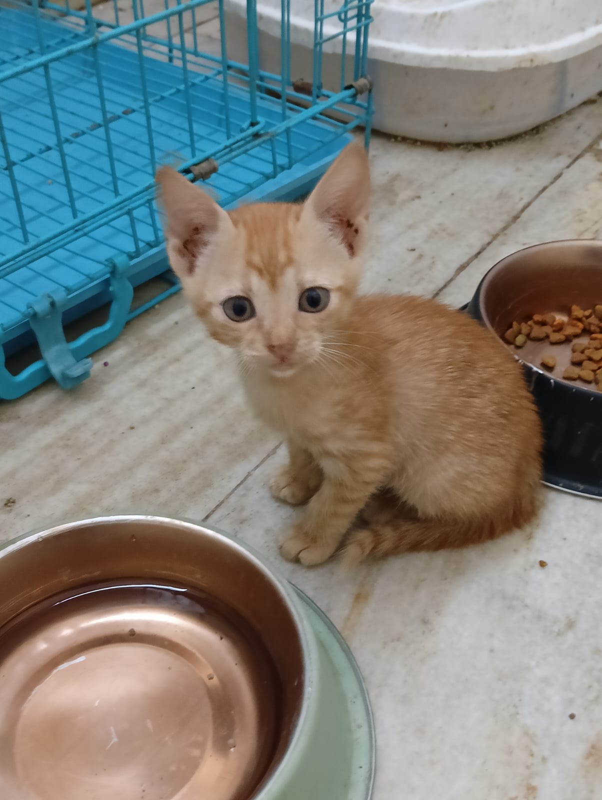 A cute pet named Skibidi