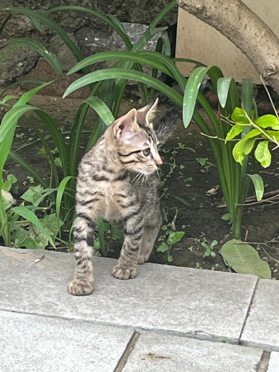 Tom