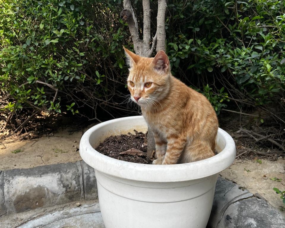 Chachu the cat