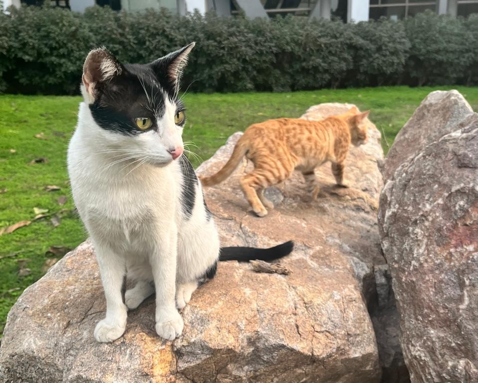Tom the cat