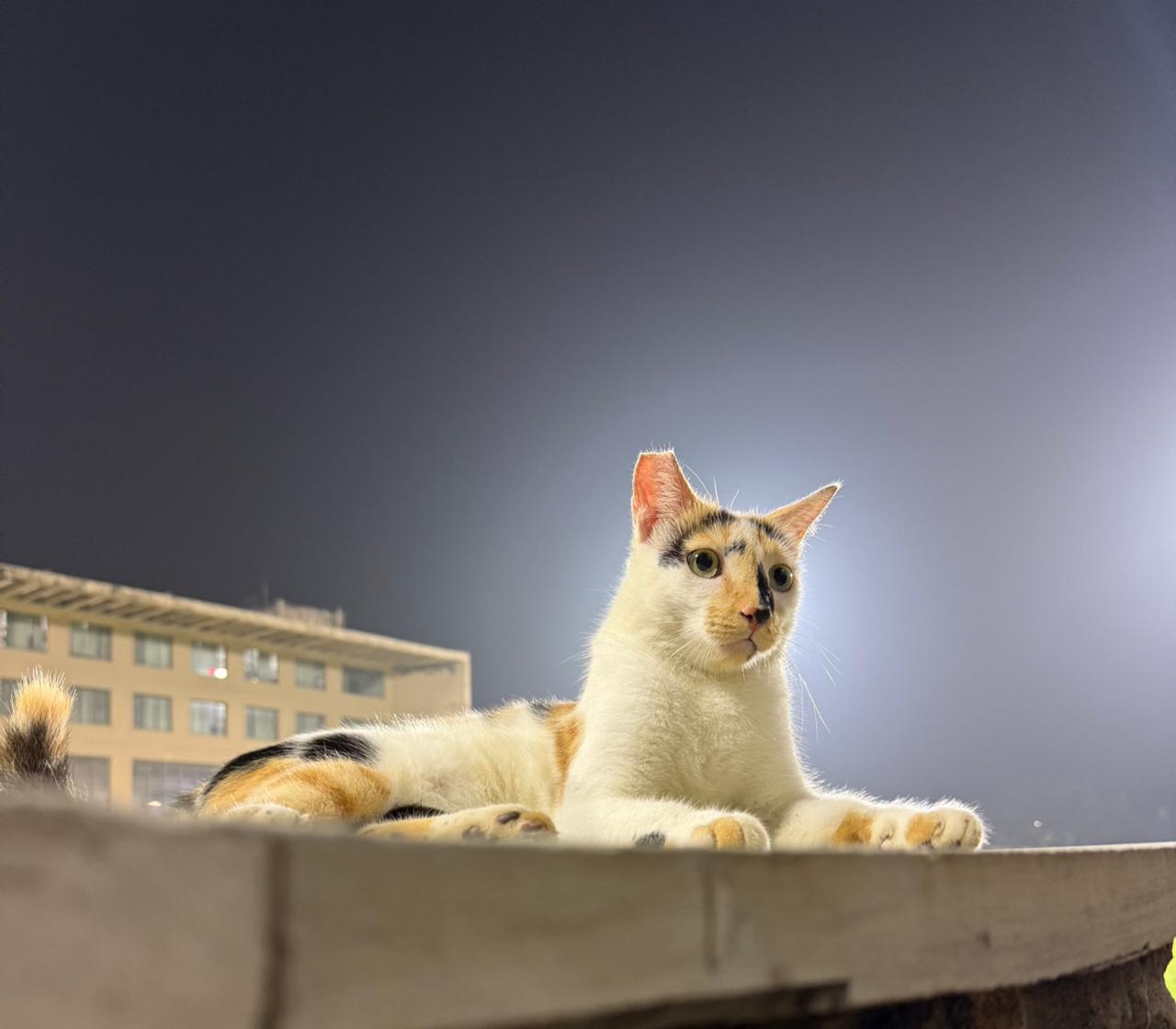 Tom the cat